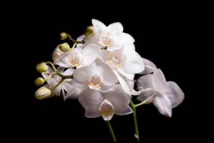 Picture of ORCHIDEE II