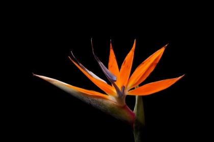 Picture of STRELITZIA