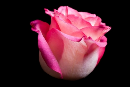 Picture of ROSE I