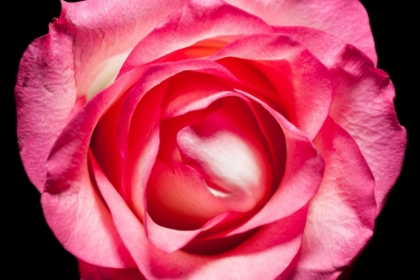 Picture of ROSE II