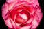 Picture of ROSE II