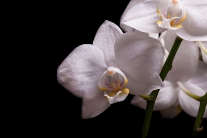 Picture of ORCHIDEE III