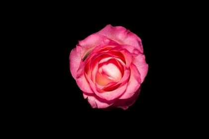 Picture of ROSE III
