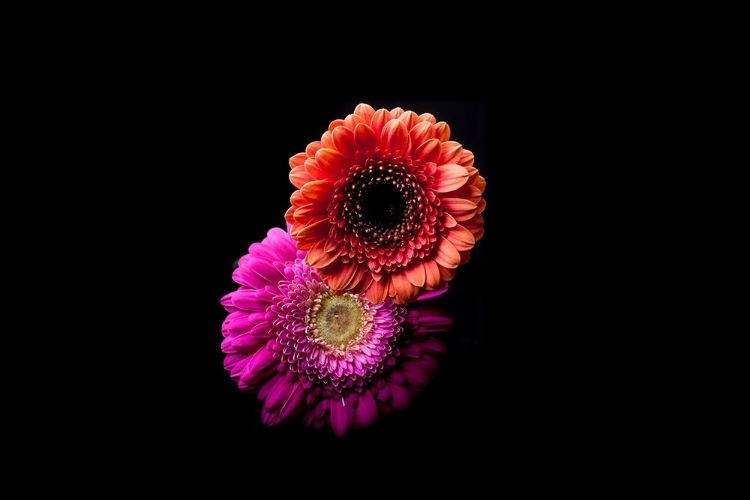 Picture of GERBERA DUO