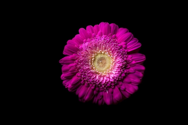 Picture of GERBERA LILA