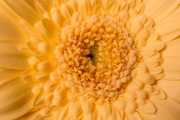 Picture of GERBERA NAH