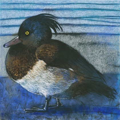 Picture of TUFTED DUCK