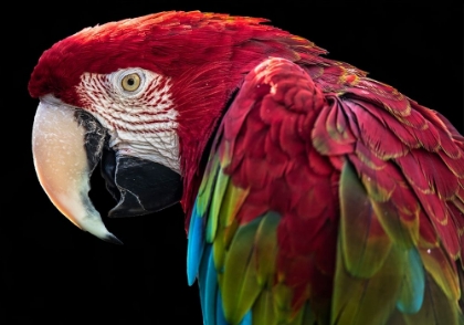 Picture of ARA PARROT