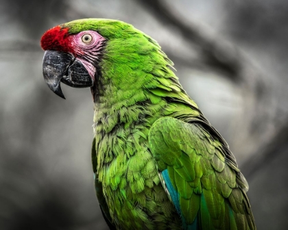 Picture of GREEN ARA PARROT