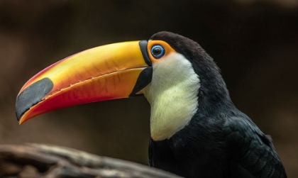 Picture of THE TOUCAN