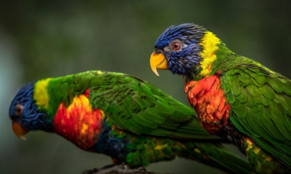 Picture of GREEN BIRDS