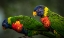 Picture of GREEN BIRDS