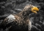 Picture of STELLAR EAGLE
