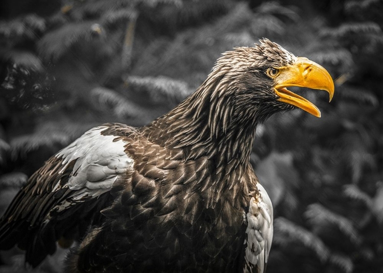 Picture of STELLAR EAGLE