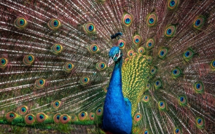 Picture of THE PEACOCK