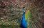 Picture of THE PEACOCK