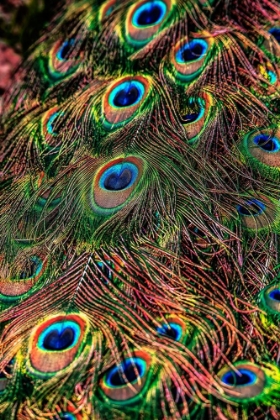 Picture of PEACOCK FEATHERS
