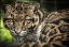 Picture of THE NEVEL PANTHER