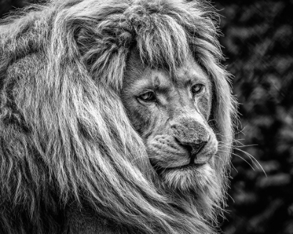 Picture of THE MALE LION