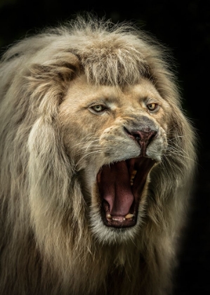 Picture of THE LION ROARS
