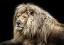 Picture of THE WHITE LION