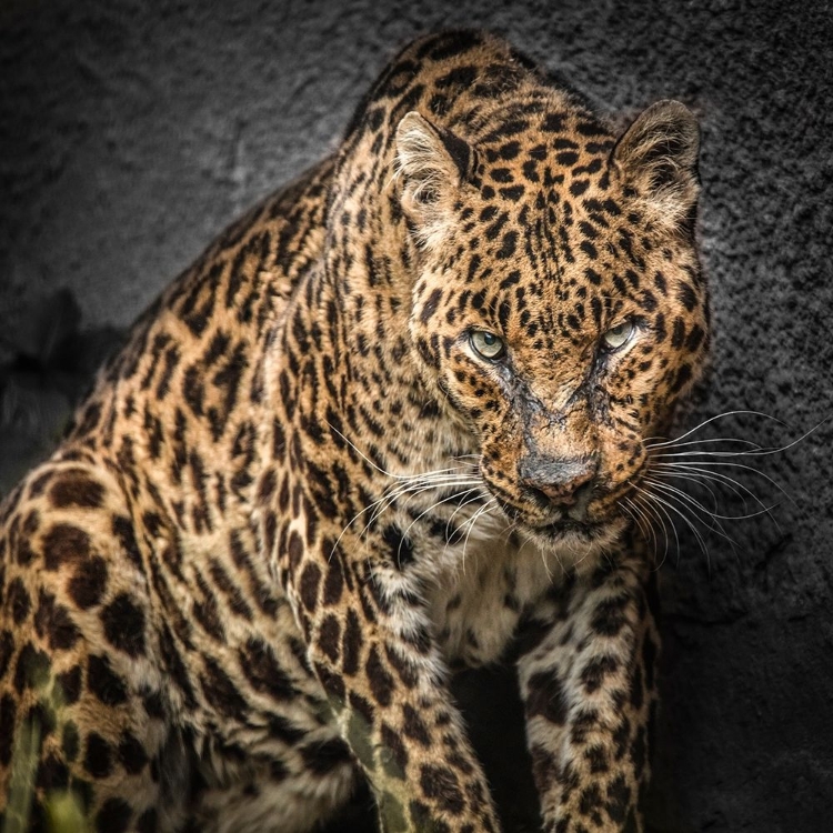 Picture of THE JAGUAR