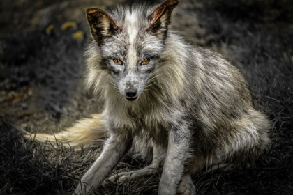 Picture of SILVER FOX