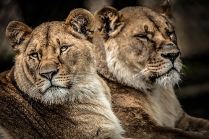 Picture of LIONESSES