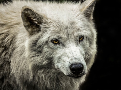 Picture of WHITE WOLF