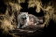 Picture of WHITE WOLF II