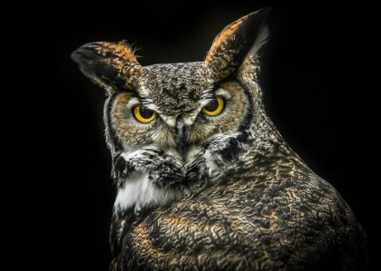Picture of WISDOM OWL