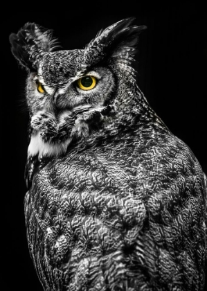 Picture of WISDOM OWL II