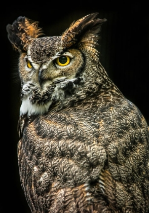 Picture of WISDOM OWL III