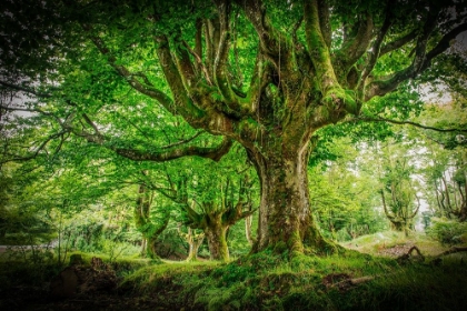 Picture of OTZARRETA FOREST I