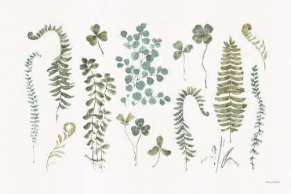 Picture of FERN STUDY 01