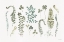 Picture of FERN STUDY 01