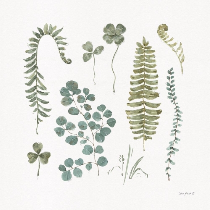 Picture of FERN STUDY 02
