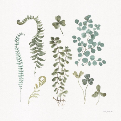 Picture of FERN STUDY 03