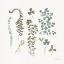 Picture of FERN STUDY 03