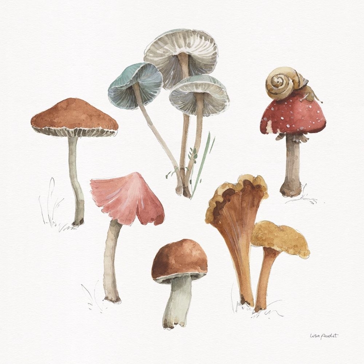 Picture of MUSHROOM MEDLEY 02