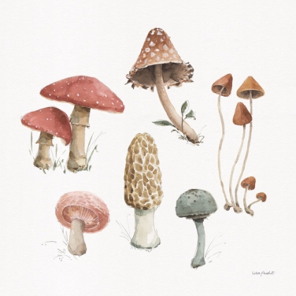 Picture of MUSHROOM MEDLEY 03