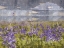Picture of BLUE BELL V