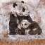Picture of FIBONACCI PANDA I  