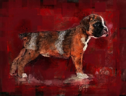 Picture of BOXER PUP
