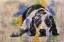 Picture of PUP I