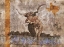 Picture of LONG HORN BEIGE