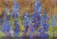 Picture of BLUE BONNET GOLDEN