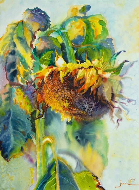 Picture of SUNFLOWER