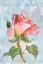 Picture of ROSE FLOWER WITH ABSTRACT BACKGROUND