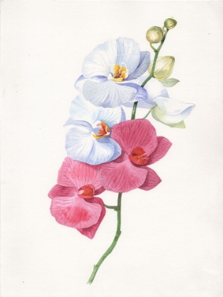 Picture of ORCHID FLOWERS
